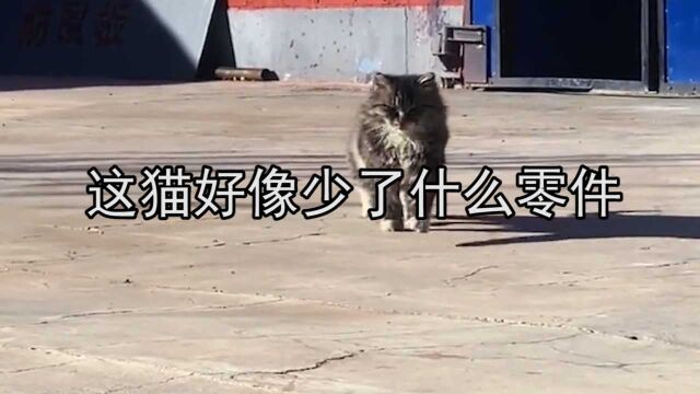 这猫好像少了什么零件:顺拐的小猫咪