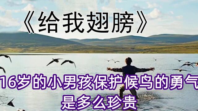 两只白鹳长达10年的陪伴,是最长情的告白