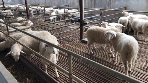扶贫肉羊项目基地，三元杂交的优良新品种，
