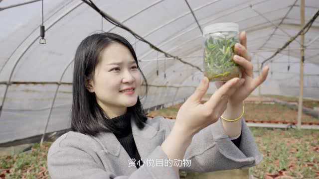 胡金店镇菜花黄,自此世间无别香