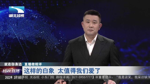 【直播微视评】这样的白象 太值得我们爱了