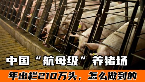 中国“航母级”养猪场，年出栏生猪210万头，怎么做到的？