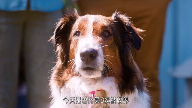 义犬救主:根据真实故事改编,一人一犬之间的深厚羁绊,感动哭了