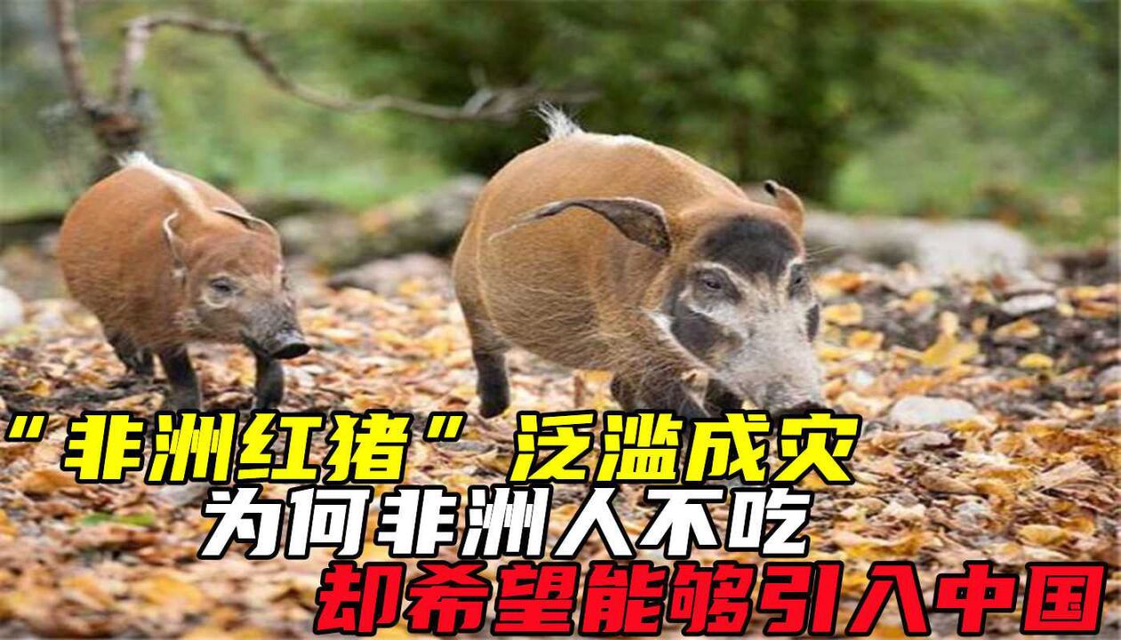 "非洲红猪"泛滥成灾!为何非洲人不吃,却希望能够引入中国?