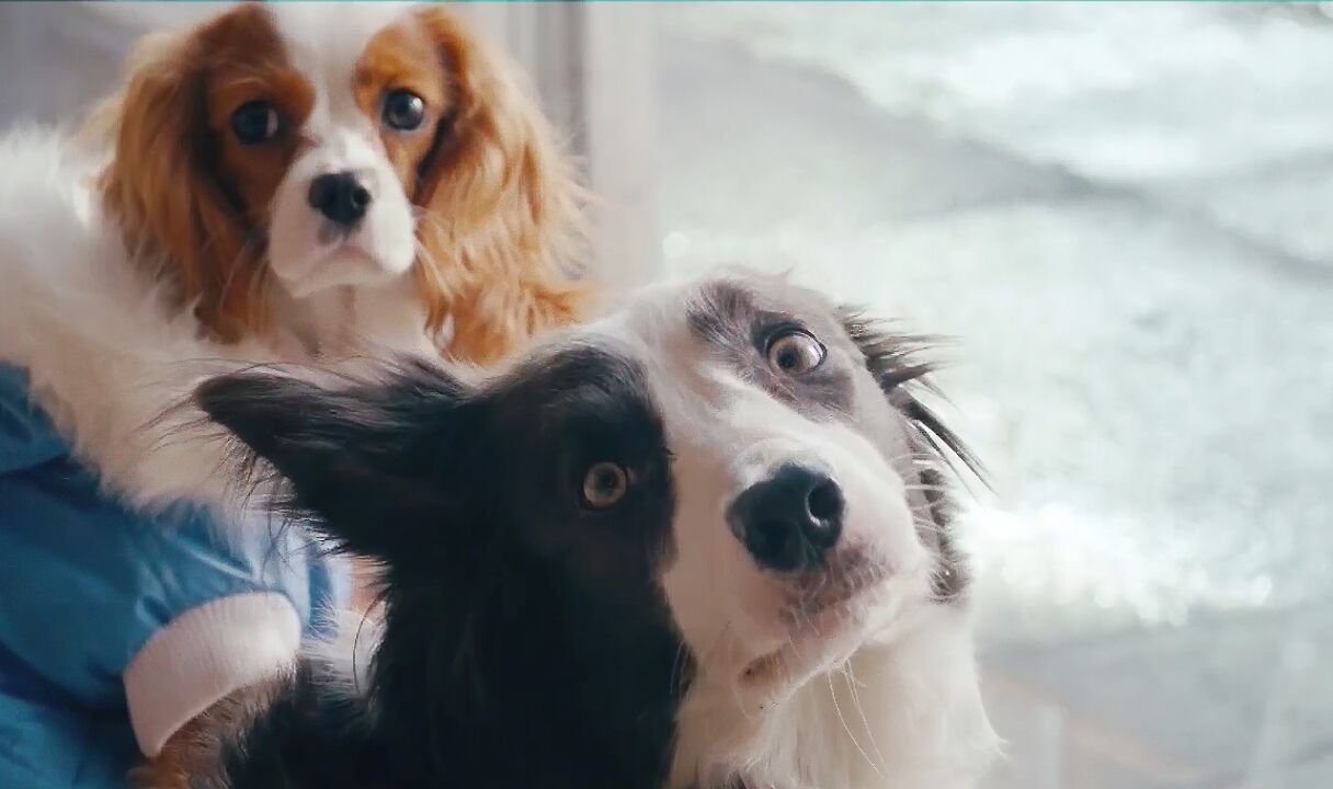 小狗当家:连狗狗都懂的道理,有些男人却一直不明白