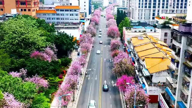 柳州近30万株紫荆花全城怒放!海量美图预警!『颜值巅峰』称霸全国!