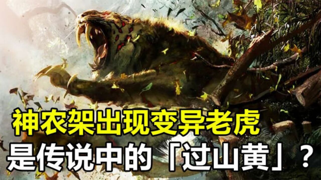 神农架出现变异老虎,可能是罕见的"过山黄",究竟怎么回事?