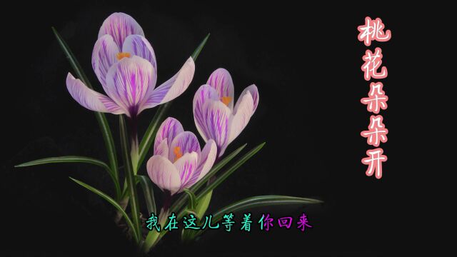 《桃花朵朵开》歌曲轻松活泼.歌颂春天桃花盛开!