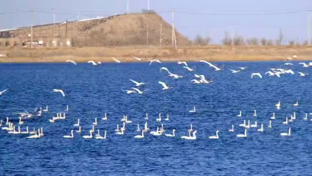 壮观!2000多只天鹅空降临河黄河国家湿地公园