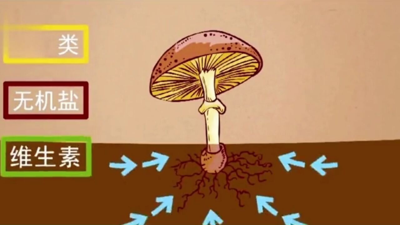 蘑菇的生长过程_高清