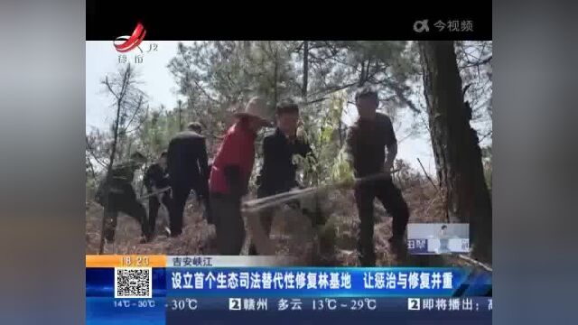 吉安峡江:设立首个生态司法替代性修复林基地 让惩治与修复并重