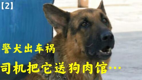 警犬遭遇车祸，肇事司机居然把它送狗肉馆...