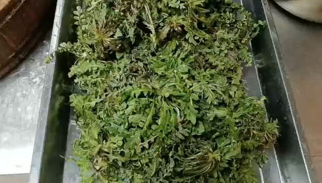 天津蓟县宜人农家院,山上野菜超多,美女说这是荠菜不是苦麻子?