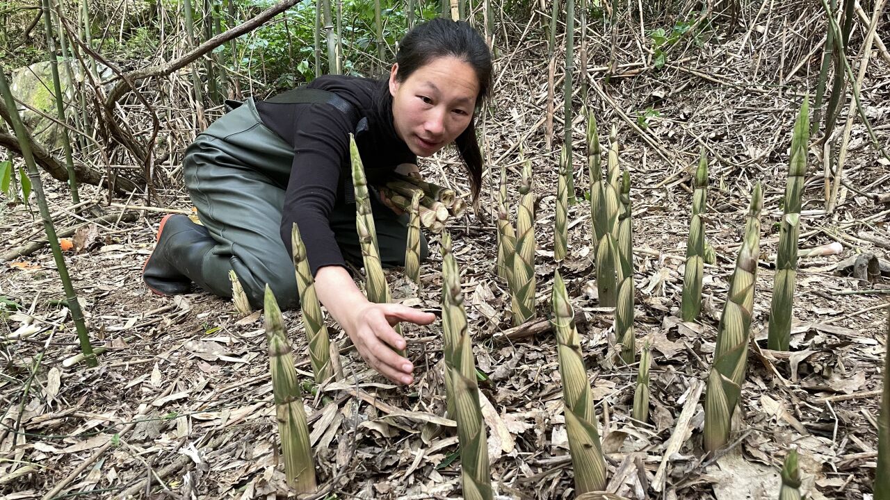 姑娘又來掰小野筍了,掰竹筍聲音太好聽了,一個接著一個真是過癮