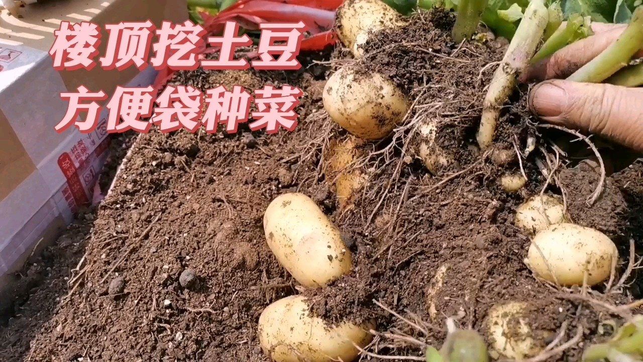 方便袋里种的土豆仅长了60天,能结土豆吗?楼顶种土豆大丰收啦!
