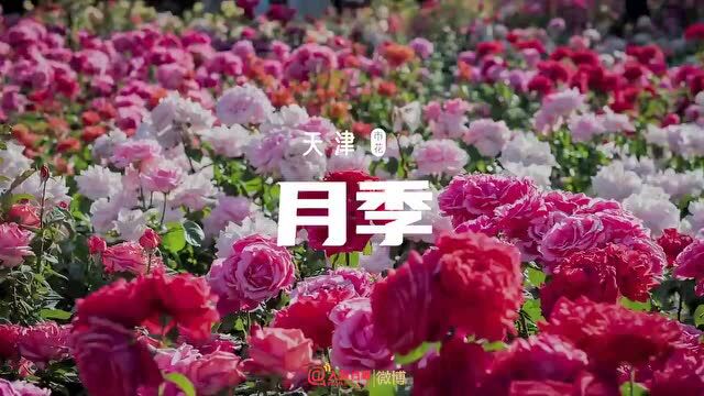 春花绽放 昆明的市花你知道吗?