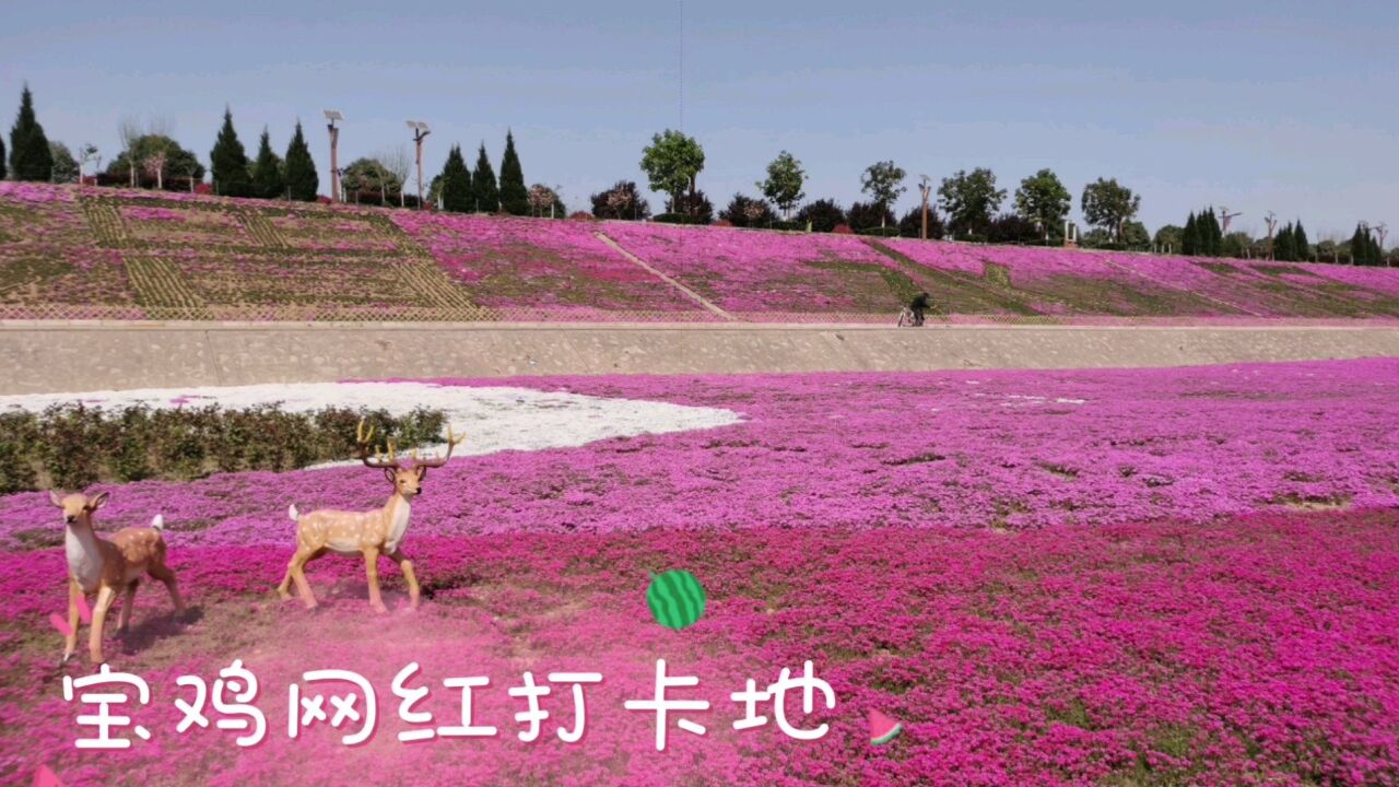 宝鸡虢镇网红打卡地:到处都是红色小花组成的花海,太美了_腾讯视频