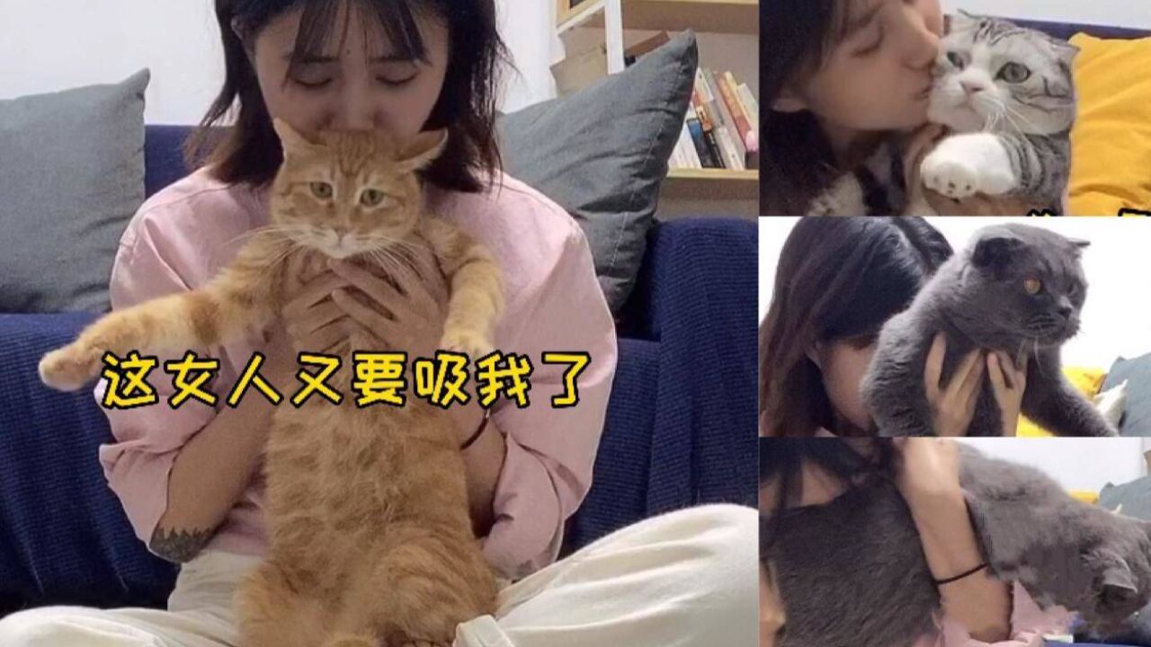 猫咪生无可恋在线营业