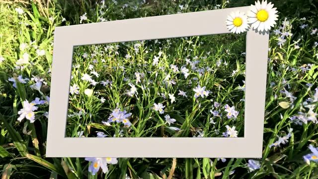 百花诗集之八——鸢尾花