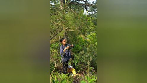 松树是一种寿命长达几千年的植物，到山上摘松针做包子，松香四溢