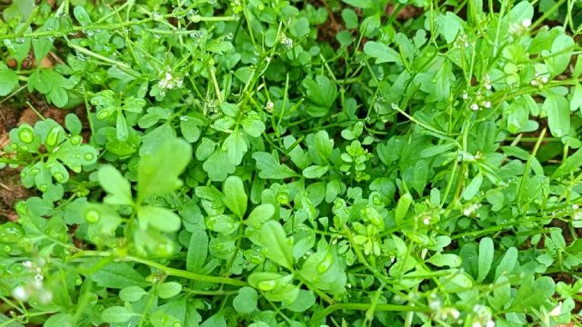 春天肥美的野菜