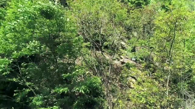 创建天府旅游名县青川进行时丨好山好水孕好茶,青川七佛贡茶上市啦~~