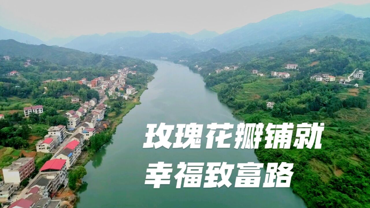 新邵县大新镇:玫瑰花瓣铺就幸福致富路