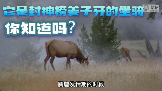 它是封神榜姜子牙的坐骑?你知道吗?