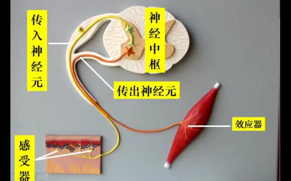 反射的结构基础——反射弧 (孙大光)