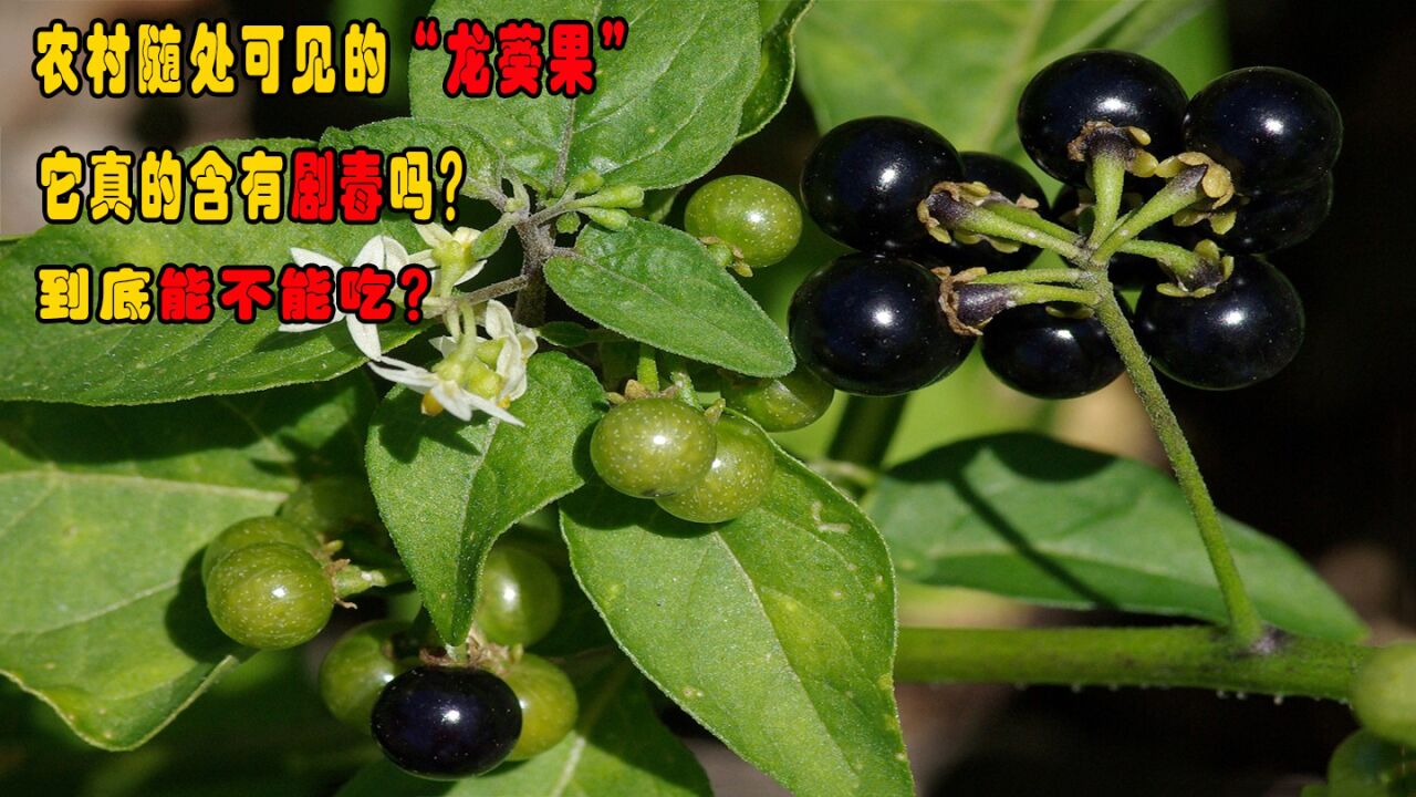 龙葵果(茄科茄属植物)_搜狗百科