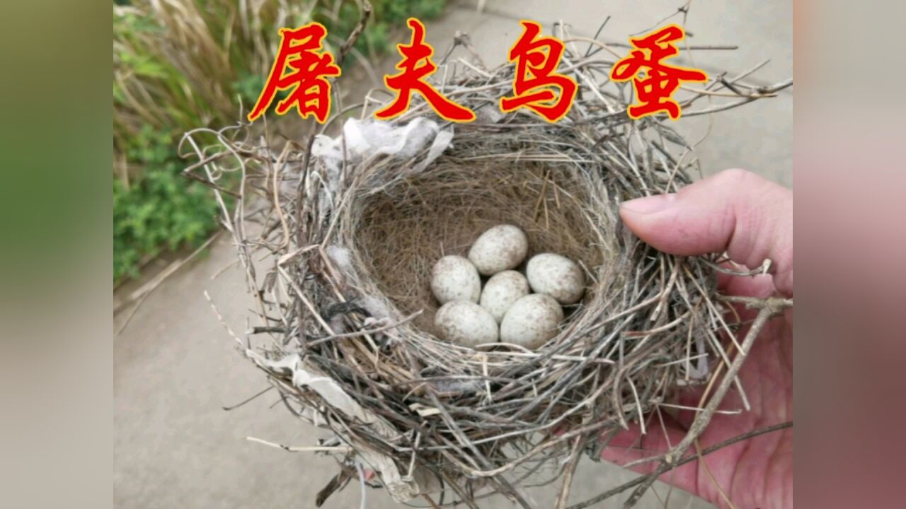 村民拿来一窝屠夫鸟蛋,农村小伙尝试救助孵化,这是伯劳的蛋#农村生活