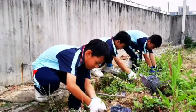 【视频】“小农场”里学种菜!荔湾这所小学把课堂搬到了天台