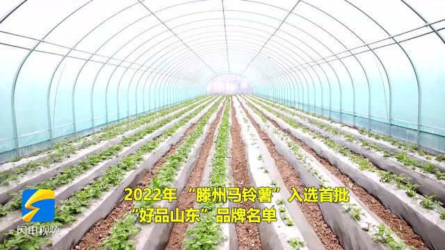 【好品山东】拥有百余年种植历史,滕州马铃薯成致富“金豆豆”