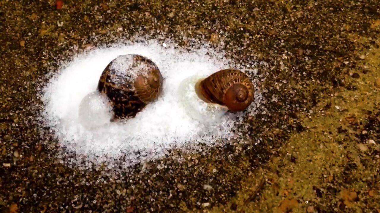 蜗牛遇到盐,为什么会"滋啦"一声化成水,接着便一命呜呼呢?