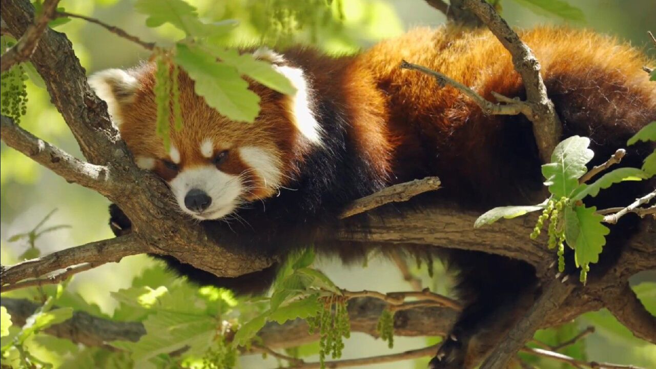 正在树杈间玩耍的〈小熊猫〉,真的太可爱了叭!