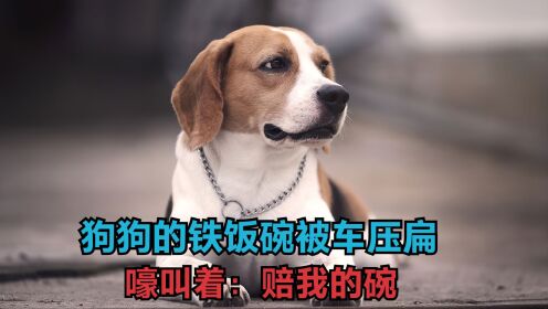 四川一狗子饭碗被压扁,哀嚎声传遍全小区,狗子:你赔我的铁饭碗_腾讯