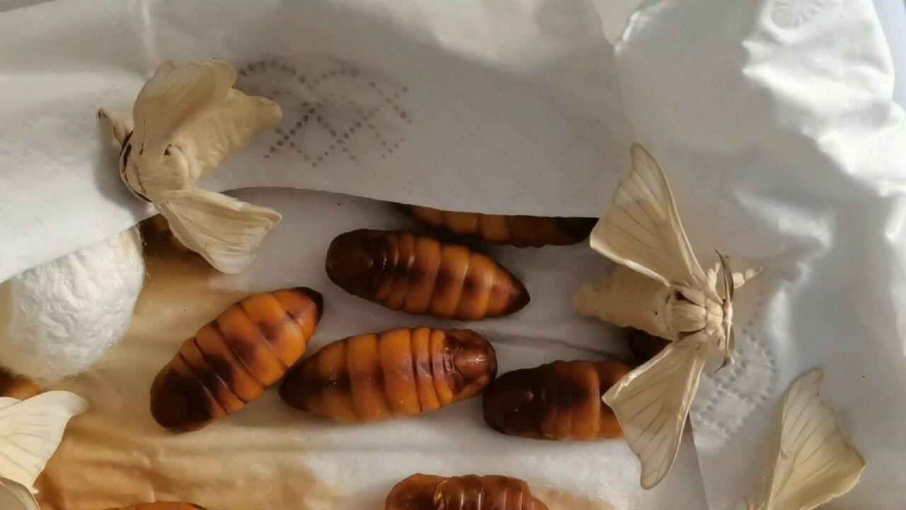 你期待的美食,油炸蚕蛹,已泡汤变成飞蛾了