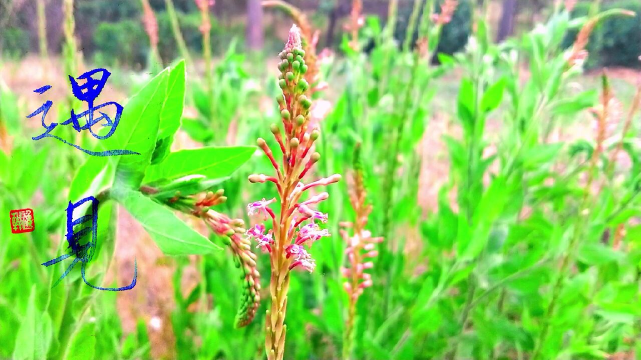 遇见美好!小花山桃草,是柳叶菜科,山桃草属一年生草本植物.可观赏,可