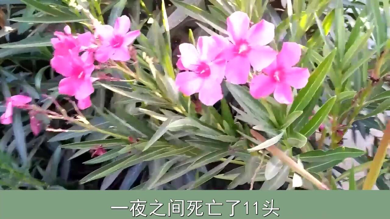 农户误割夹竹桃喂12头牛,死亡11头,夹竹桃有毒为啥城市很常见?