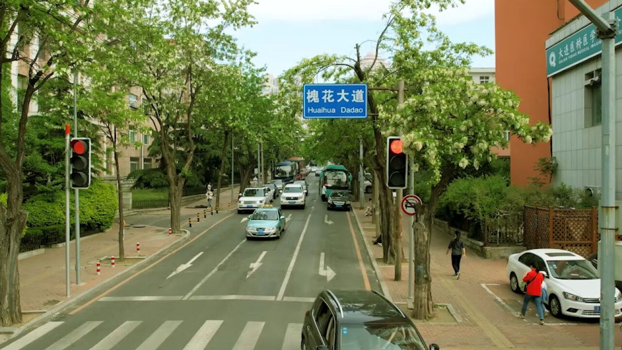 初夏的大连满城尽是槐花香小姐姐这样拍照