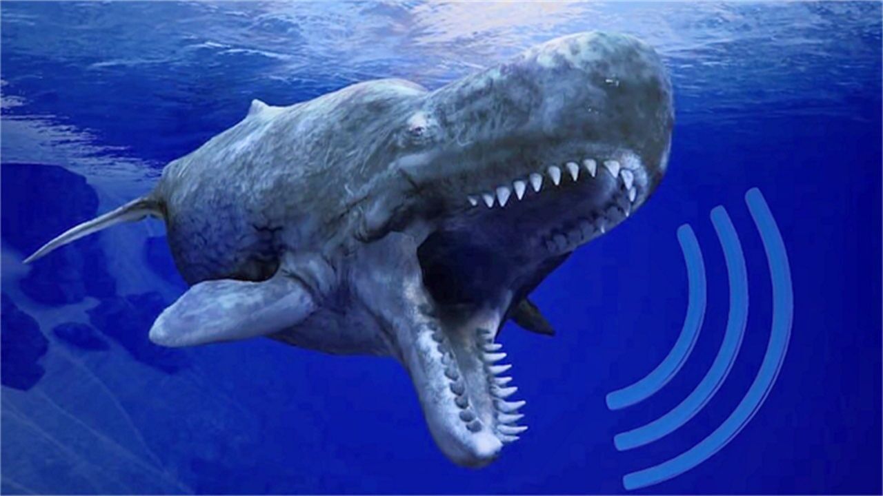 动物叫声响度排行,抹香鲸叫声230分贝,是人类的4倍