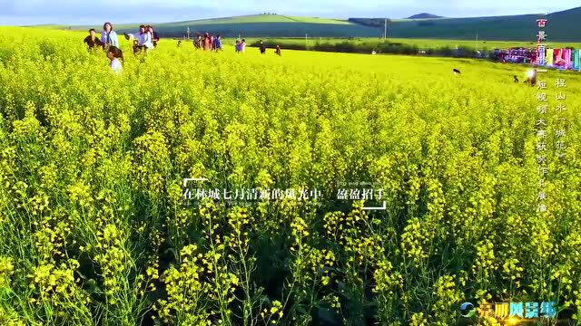 呼伦贝尔丨夏日牙克石 一程山水一城花