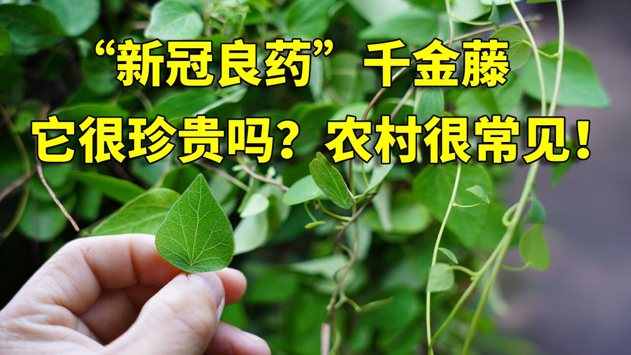 "新冠良药"千金藤素,来源于农村很常见的植物,它很珍贵吗?