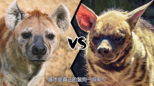 斑点鬣狗vs条纹鬣狗，谁才是鬣狗家族的老大呢？