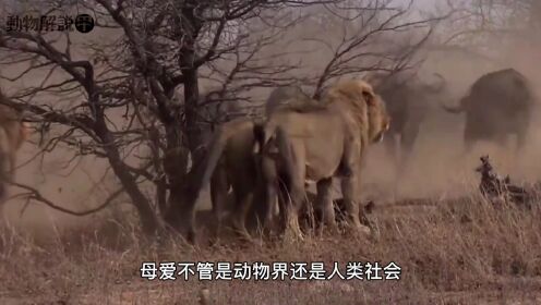白狮崛起：逃过三只雄狮追杀，为母亲打败13只鬣狗