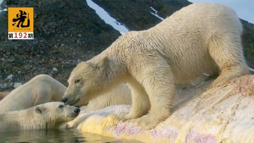 即将冻结的极地，百万候鸟逃离，50吨鲸鱼肉成了北极熊最后的盛宴