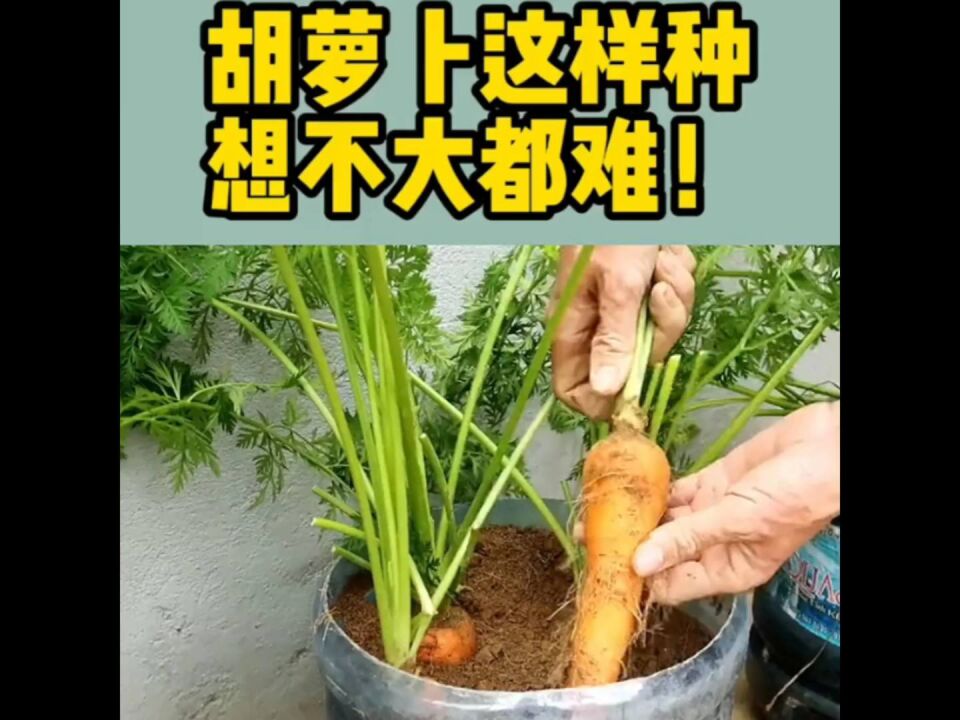 胡萝卜这样种,想不大都难!