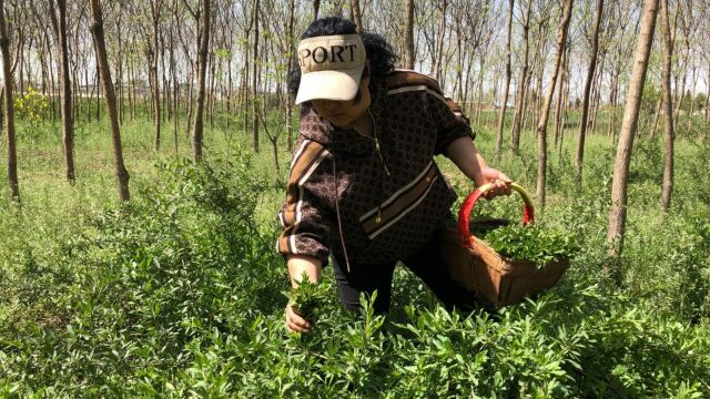 田间野生枸杞芽是个宝,健康营养味道美,你了解多少呢