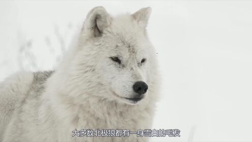 雪原狩猎者雪狼,踏雪无痕的食肉猛兽,可“万牛丛中”取敌首级_高清1080P在线观看平台_腾讯视频