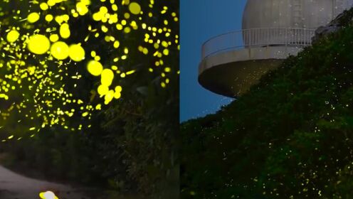 夏夜的萤火虫有多梦幻？30秒看深圳天文台萤火虫飞舞如星河